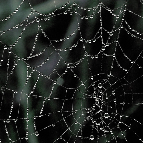 雨中的蜘蛛网